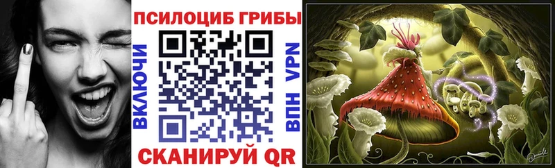 закладки  Малгобек  Псилоцибиновые грибы Psilocybine cubensis 